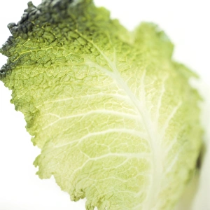 Fresh Green Vegetable Prints: Cabbage leaf