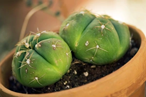 Spiny Succulents Prints: Cactus