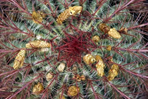 Framed Print : Cactus in Flower Print Framed Print : Cactus in Flower Print