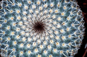 Prints of Cactus. Spines on a cactus Images Dated 2005 December: Cactus spines Print: Fibonacci arrangement of spines around a central point