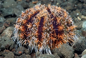 Tropical Sea Creatures Prints: Cake urchin