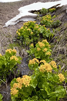 Yellow Marsh Marigold Prints: Caltha palustris subsp. polypetala