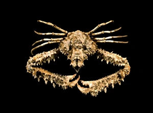 Indonesian Marine Life Prints: Calthrop crab