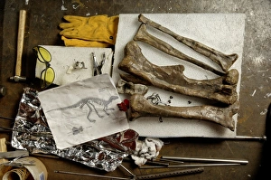 Plant Eating Dinosaurs Prints: Camptosaurus bones
