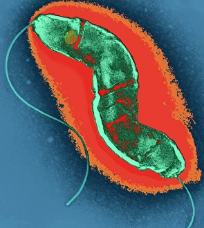 Transmission Electron Microscopy (TEM) Prints: Campylobacter bacterium, TEM