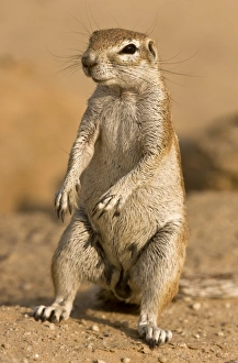 South African Wildlife Photos Prints: Cape ground squirrel