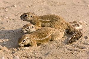 South African Savannah Animals Prints: Cape ground squirrels