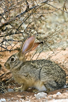 Prints of Cape hare (Lepus capensis) sheltering under a bush. Cape hares are found throughout Africa, and have spread to many parts of Europe, the Middle East and Asia Images Dated 2009 September: Cape Hare Print - Nocturnal Herbivore Under Bush