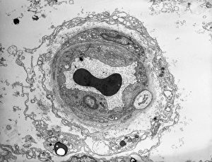TEM Capillary Print: A single red blood cell within a narrow vessel