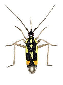 Prints of Capsid bug (Calocoris sexguttatus), artwork. This species of plant bug measures between 5.6- 7.6mm long. It is commonly found on nettles and has striking warning colouration Images Dated 2006 February: Calocoris sexguttatus Print