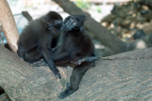 Endangered Primate Species Prints: Captive crested black macaques