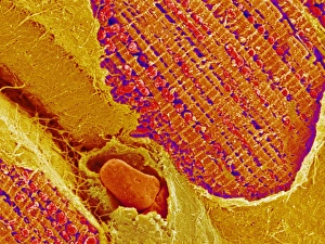 Cardiac muscle Cardiac muscle