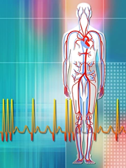 Cardiovascular system Cardiovascular system
