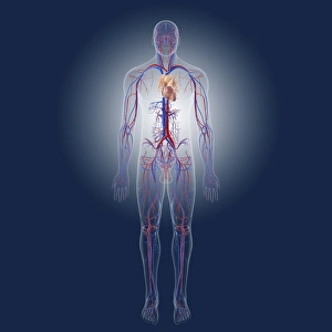 Framed Print : Cardiovascular System Print