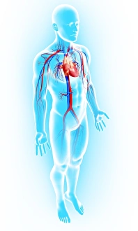 Cardiovascular System Print
