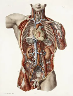 Cardiovascular system, historical artwork Cardiovascular system, historical artwork