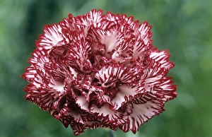 Flower Photography Prints: Carnation flower