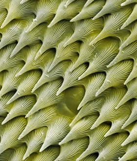 Carnivorous plant leaf scales, SEM Carnivorous plant leaf scales, SEM