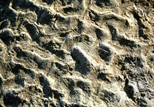 Carnivorous theropod dinosaur footprint Carnivorous theropod dinosaur footprint