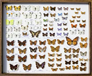 Case of British Butterflies Lepidoptera Case of British Butterflies Lepidoptera