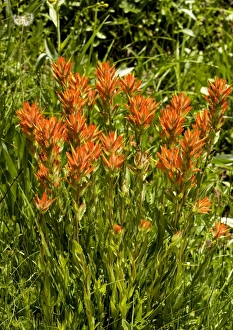 Native American Plants Prints: Castilleja miniata