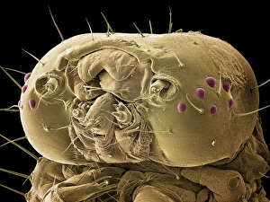 Prints of Caterpillar head. Coloured scanning electron micrograph (SEM) of the head of a caterpillar. Caterpillars (order Lepidoptera) are the larval stage of the life cycle of a butterfly or moth Images Dated 2005 June: Coloured SEM Print of a Caterpillar Head