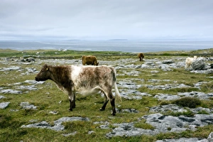 Irish Countryside Prints: Cattle grazing in Eire