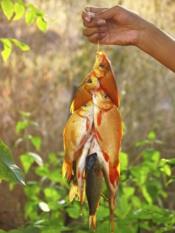 Prints of Caught fish. Fisherman holding a catch of goldfish from a string. Photographed in Thailand Images Dated 2007 March: Goldfish Catch Print