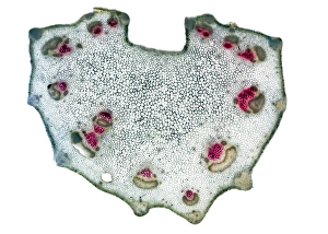 Prints of Celery stalk. Light micrograph of a cross-section through a stalk from a celery plant (Apium graveolens). Red eosin dye has been used to stain the xylem tissues Images Dated 2010 November: Celery Stalk Cross-Section Print, x14 magnification