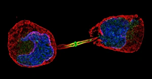Cell Division Prints: Cell division