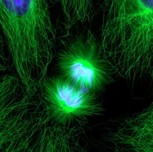 Cell Division Print, Fluorescent Micrograph