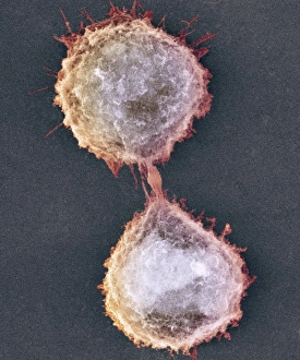 Prints of Cell division. Coloured scanning electron micrograph (SEM) of two animal cells during cytokinesis (cell division) Images Dated 2009 March: Cell Division Print - Coloured SEM of Two Animal Cells
