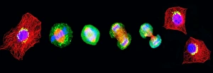 Cell Division Prints: Cell mitosis