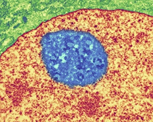 Prints of Nucleolus. Coloured transmission electron micrograph of the nucleolus (blue), a component of the nucleus (orange) of a cell. The cell cytoplasm is green Images Dated 2007 January: Cell Nucleolus Print, TEM