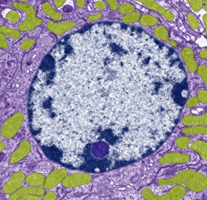 Images Dated 7th March 2012: Cell Nucleus Print, TEM Image