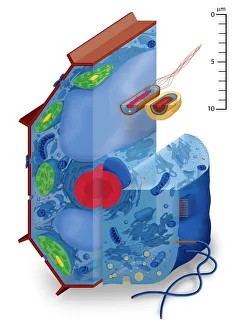 Cell types, artwork Cell types, artwork