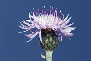 Wildflower Images Prints: Centaurea cineraria subsp. circae