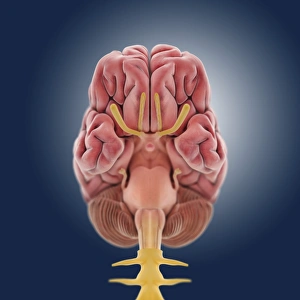 Central Nervous System Diagram Prints: Central nervous system, artwork