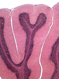 Cerebellum Micrograph Prints: Cerebellum, light micrograph