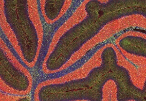 Cerebellum Structure Print, x40 Magnification