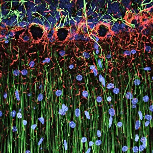 Scientific Posters: Cerebellum Tissue Print, Confocal Light Micrograph