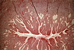 Female Reproductive System Anatomy Prints: Cervix, light micrograph