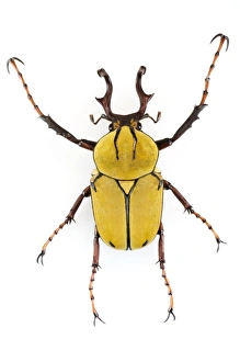 Insect Anatomy Prints: Cetoniid beetle