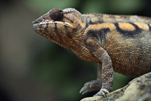 Chameleon Print