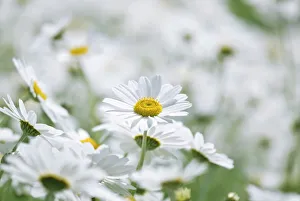 Chamomile (Anthemis punctata cupaniana) Chamomile (Anthemis punctata cupaniana)