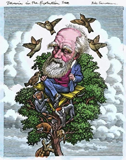 Still life artwork Collection: Charles Darwin in his evolutionary tree