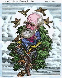 Charles Darwin in his evolutionary tree Charles Darwin in his evolutionary tree