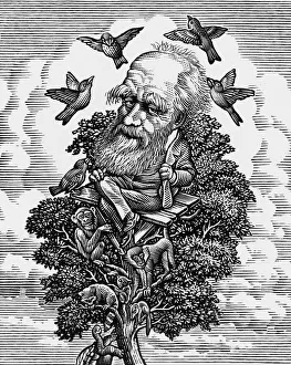 Charles Darwin in his evolutionary tree Charles Darwin in his evolutionary tree