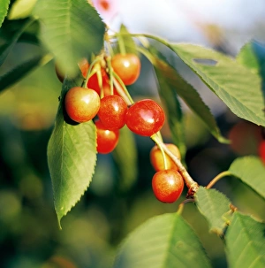 Cherry Fruit Prints: Cherries
