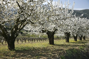 Cherry Tree Blooms Prints: Cherry orchard